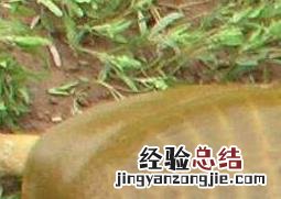 野生甲鱼如何钓 野生甲鱼怎么钓法