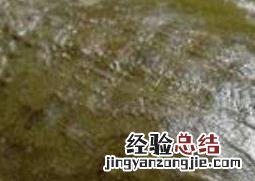 野生甲鱼如何钓 野生甲鱼怎么钓法