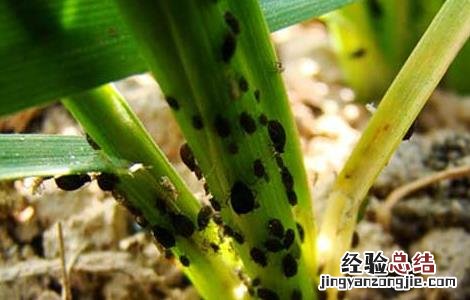 小麦蚜虫的防治方法有哪些 小麦蚜虫的防治方法
