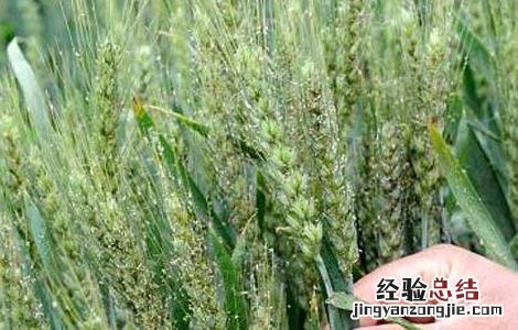 小麦蚜虫的防治方法有哪些 小麦蚜虫的防治方法