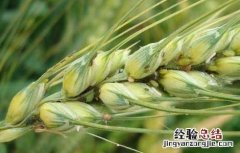 小麦蚜虫的防治方法有哪些 小麦蚜虫的防治方法