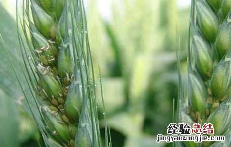 小麦蚜虫的防治方法有哪些 小麦蚜虫的防治方法