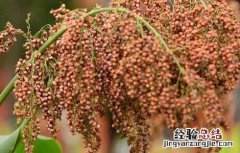 高粱什么时候传入中国 高粱引入我国时间