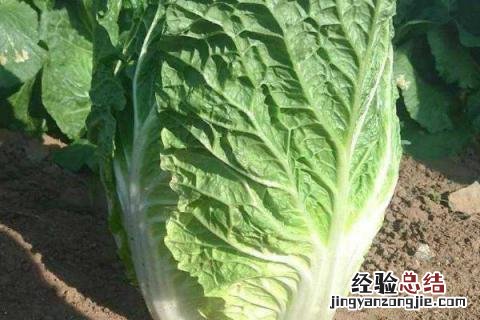 白菜苦是怎么回事 白菜苦是怎么回事能吃吗