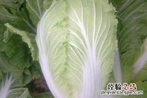 白菜苦是怎么回事 白菜苦是怎么回事能吃吗