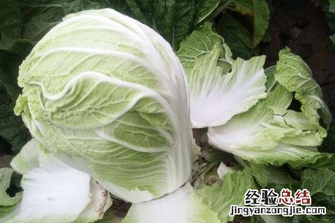 白菜苦是怎么回事 白菜苦是怎么回事能吃吗