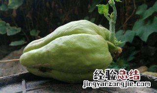 佛手瓜发芽吃了会中毒 佛手瓜发芽吃了是否会中毒