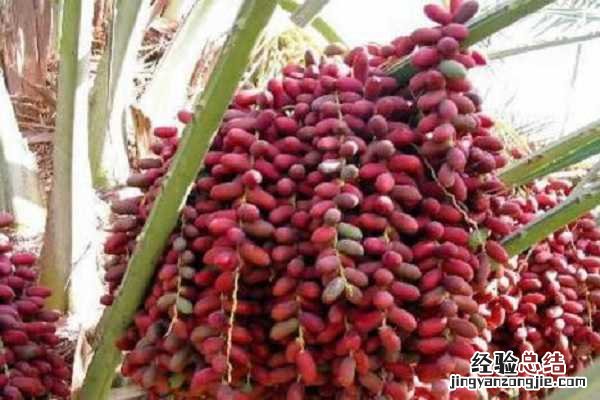 椰枣树可盆栽几年结果,挂果时间在几月份