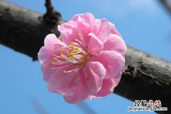 兴安杜鹃怎么繁殖,方法有哪些 兴安杜鹃如何繁殖
