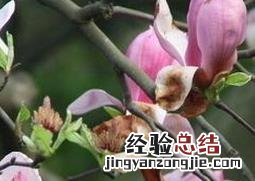 玉兰花的养殖方法 玉兰花的养殖方法和注意事项 盆栽