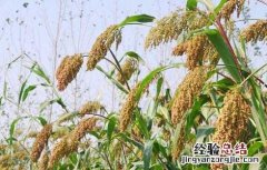 高粱产地在哪里 高粱的产地主要产在哪
