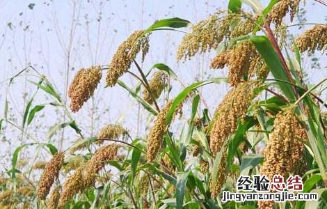 高粱产地在哪里 高粱的产地主要产在哪