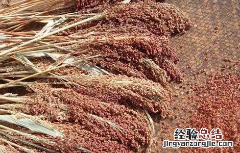 高粱产地在哪里 高粱的产地主要产在哪