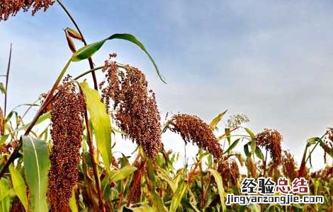 高粱产地在哪里 高粱的产地主要产在哪