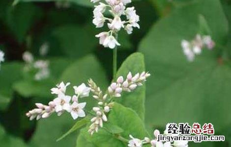 荞麦高产栽培技术 荞麦高产种植技术