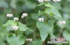荞麦高产栽培技术 荞麦高产种植技术