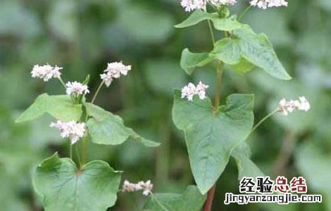 荞麦高产栽培技术 荞麦高产种植技术