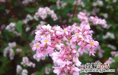 荞麦高产栽培技术 荞麦高产种植技术