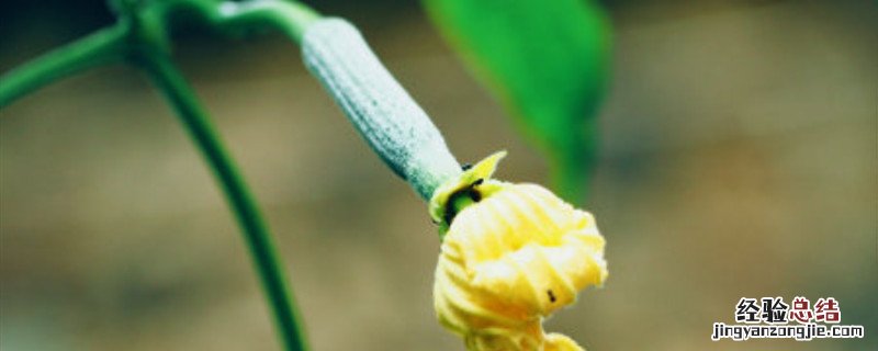 丝瓜开花后怎么管理 丝瓜开花期怎样打理