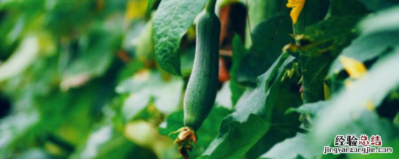 丝瓜开花到成熟要多久 丝瓜开花到成熟要多少天