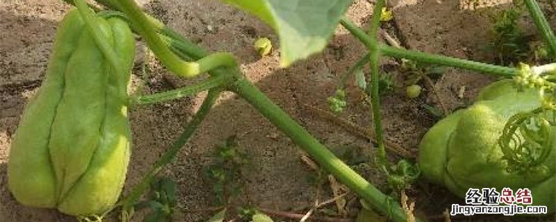 佛手瓜开花时能喷叶面肥吗 佛手瓜施肥注意事项