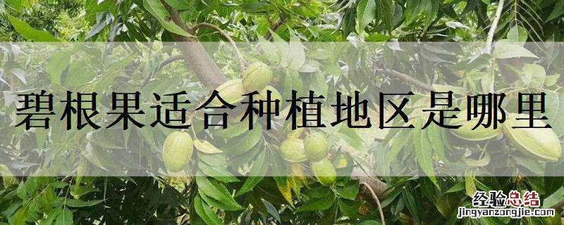 碧根果适合种植地区是哪里 碧根果在我国哪里种植
