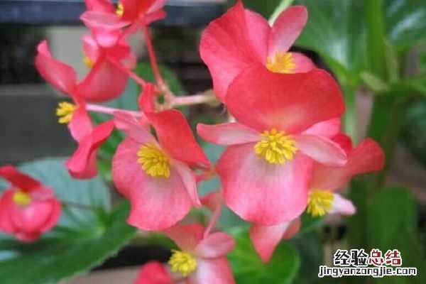 海棠什么季节开花，花期如何养护 海棠花开花期的养护