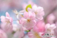 海棠什么季节开花，花期如何养护 海棠花开花期的养护