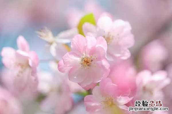 海棠什么季节开花，花期如何养护 海棠花开花期的养护