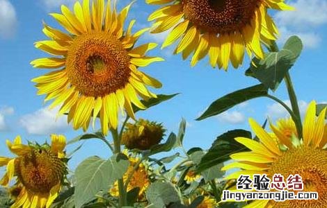 向日葵什么时候成熟 成熟期 向日葵什么时候成熟