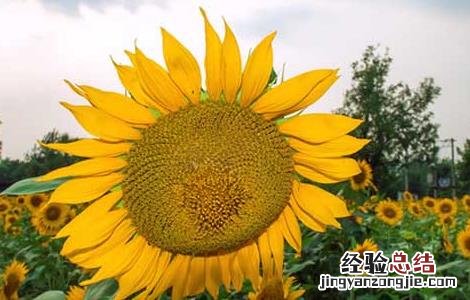 向日葵什么时候成熟 成熟期 向日葵什么时候成熟