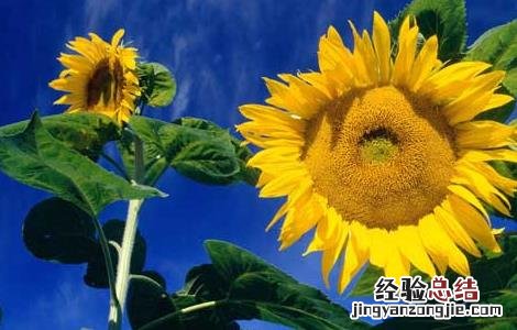 向日葵什么时候成熟 成熟期 向日葵什么时候成熟