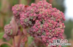 藜麦高产种植技术 藜麦的高产种植方法与流程