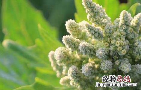 藜麦高产种植技术 藜麦的高产种植方法与流程