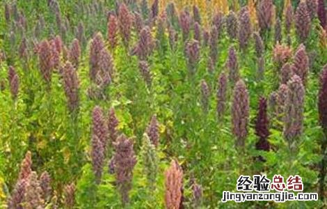 藜麦高产种植技术 藜麦的高产种植方法与流程