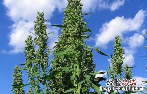 藜麦高产种植技术 藜麦的高产种植方法与流程