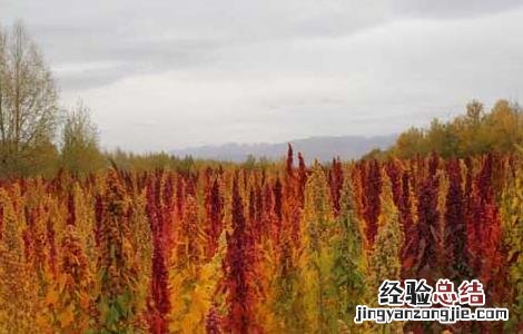 藜麦高产种植技术 藜麦的高产种植方法与流程