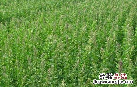 藜麦高产种植技术 藜麦的高产种植方法与流程