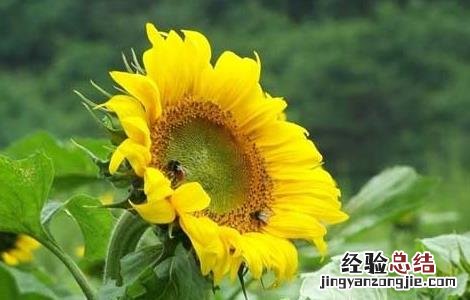 向日葵的生长过程作文 向日葵的生长过程