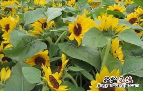 向日葵的种植技术与方法 向日葵的种植技术