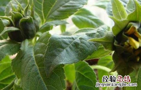 向日葵的种植技术与方法 向日葵的种植技术