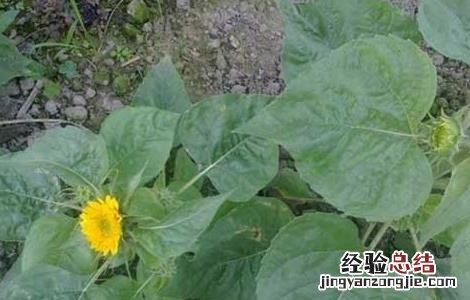 向日葵的种植技术与方法 向日葵的种植技术