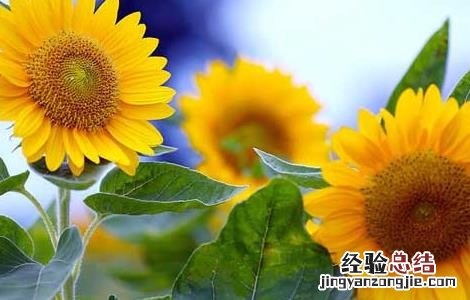 向日葵什么时候开花 水仙花什么时候开花
