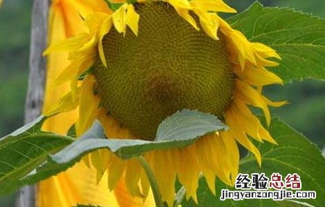 向日葵什么时候开花 水仙花什么时候开花