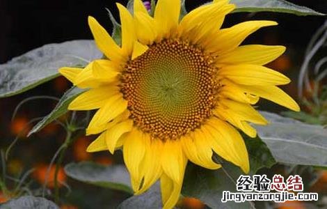 向日葵什么时候开花 水仙花什么时候开花