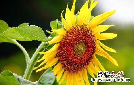 向日葵什么时候开花 水仙花什么时候开花