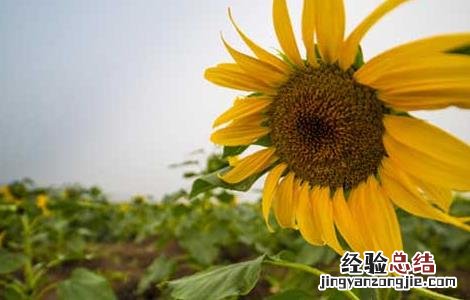 向日葵为什么向着太阳转10字 向日葵为什么向着太阳