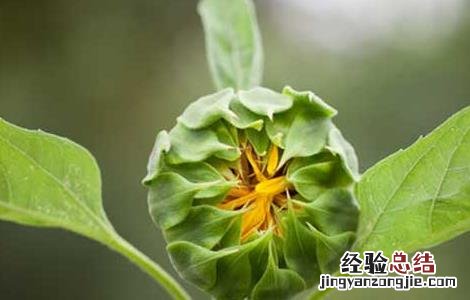 向日葵为什么向着太阳转10字 向日葵为什么向着太阳