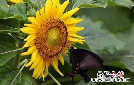 向日葵为什么向着太阳转10字 向日葵为什么向着太阳