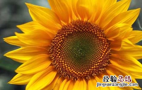 向日葵什么时候播种最好 向日葵什么时候播种